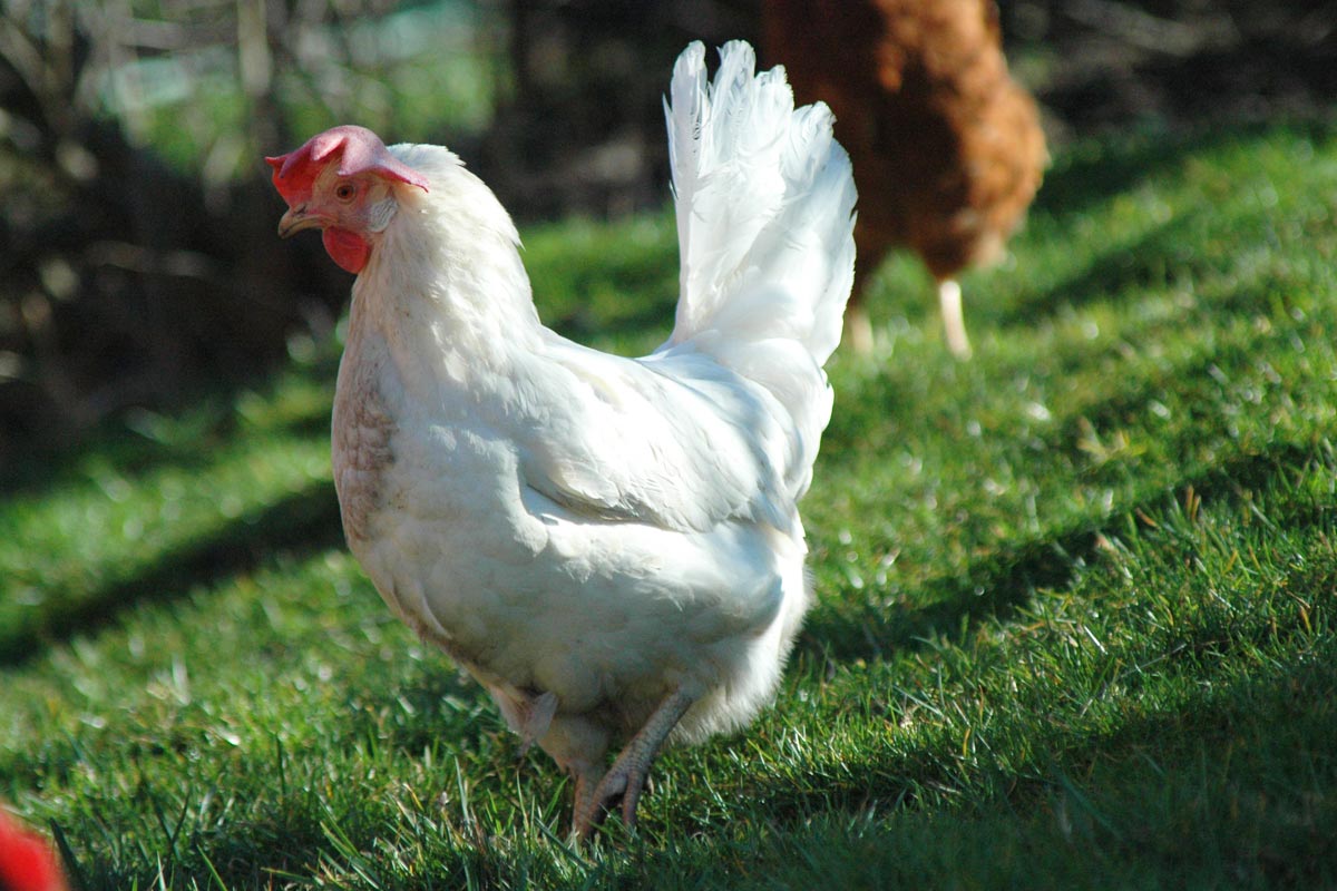 Huhn auf der Wiese