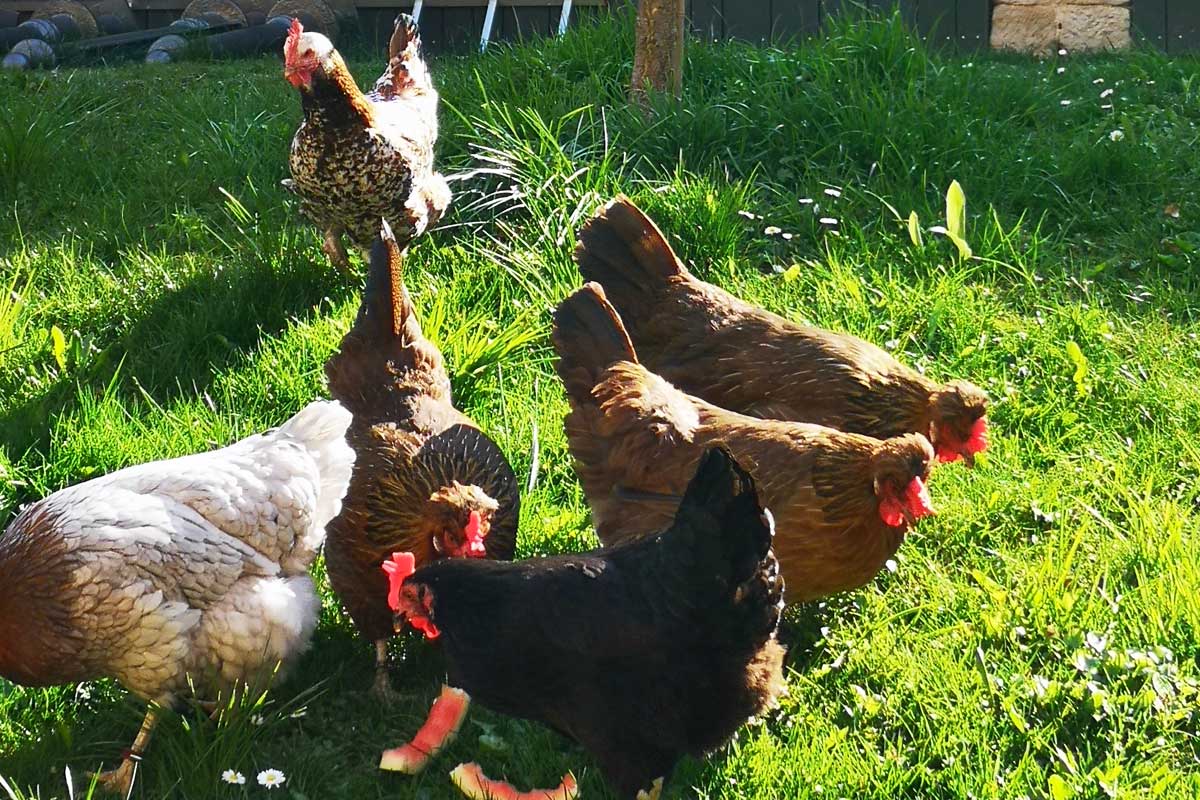Hühnerfamilie im Grünen Hühnerfamilie im Grünen
