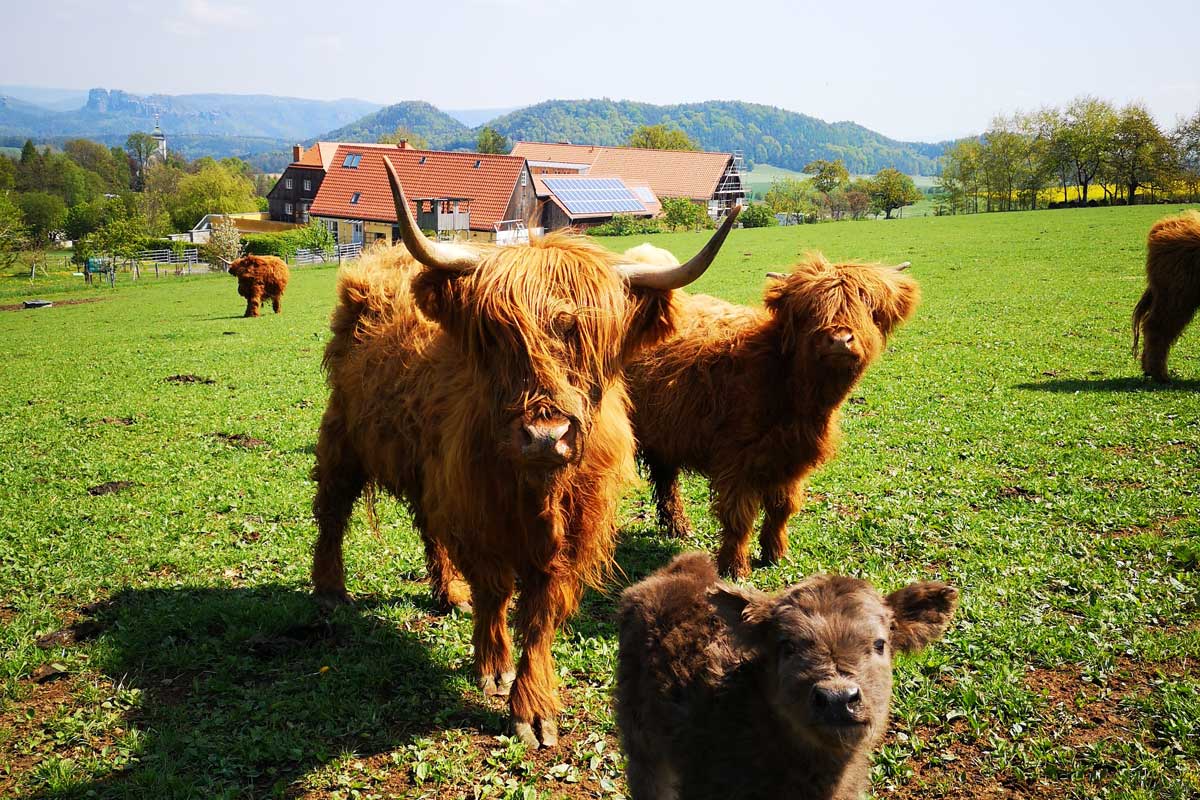 Rinderfamilie auf der Weide Rinderfamilie auf der Weide