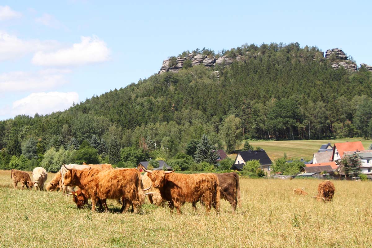 Schottische Hochlandrinder